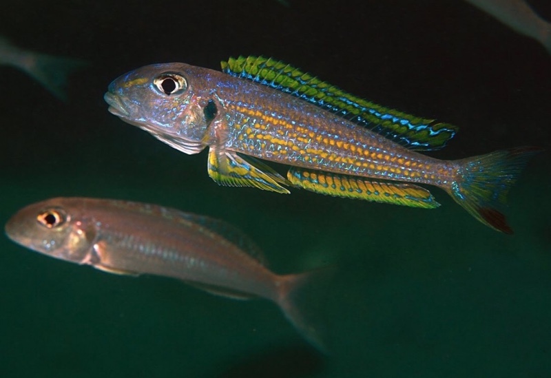 Xenotilapia ochrogenys 'Siyeswe Bay'